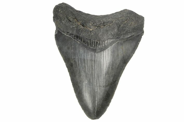 Serrated, Fossil Megalodon Tooth - South Carolina #187785